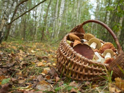 
                    В ВКО спасли грибника, который увяз в болоте
                