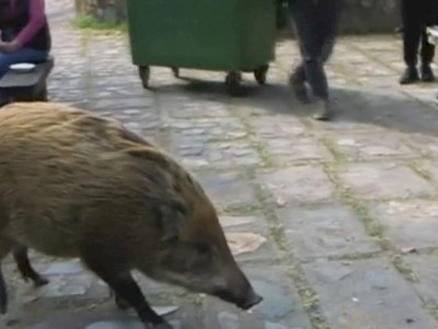 
                    Видео визита дикого кабана в один из банков Китая обсуждают в соцсетях
                