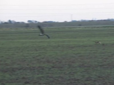 
                    Видео с зайцем, проявившим чудеса ловкости, спасаясь от беркута, обсуждают в соцсетях
                