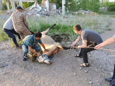 
                    Упавшую в глубокий колодец лошадь спасли полицейские
                