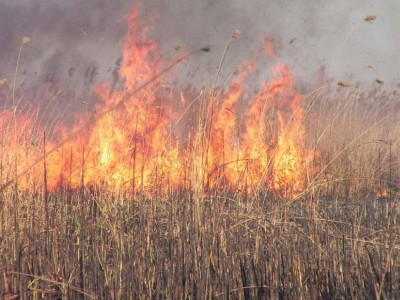 
                    Возгорание камыша тушат в Алматинской области
                