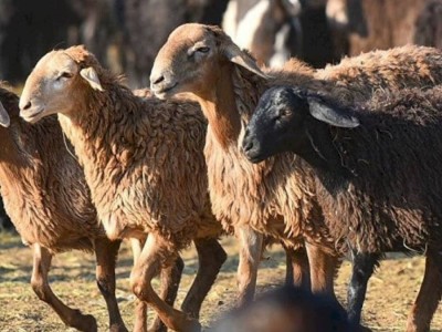 
                    12 мест для жертвоприношения на Курбан айт определены в Алматы  
                
