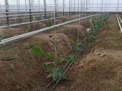 
                    В Казахстане впервые начали выращивать бананы в промышленных масштабах
                