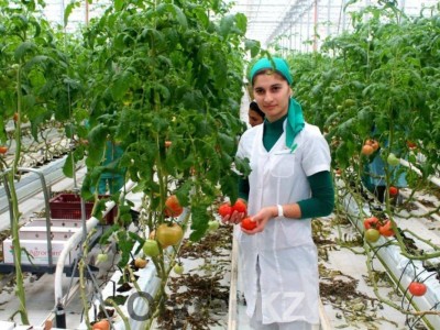 
                    В Казахстане будут развивать тепличное хозяйство
                