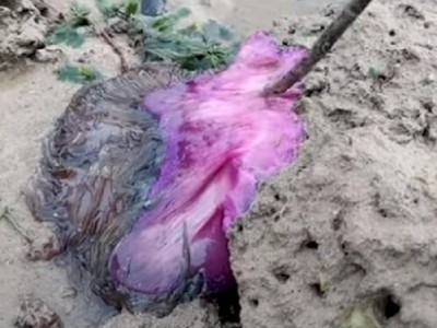 
                    Странное существо обнаружили на пляже в Таиланде
                