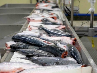 
                    Объемы производства и экспорта рыбы в РК увеличились при помощи господдержки
                