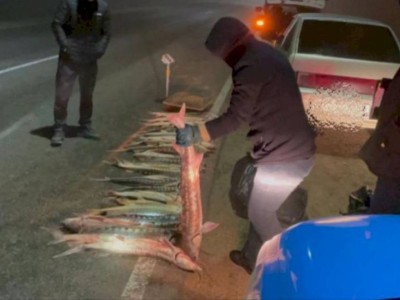 
                    Более 120 килограммов осетра изъяли полицейские у браконьера в Мангыстау
                