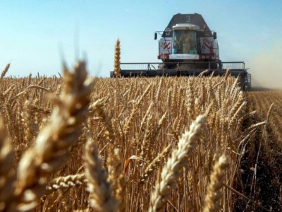 
                    В Минсельхозе РК заявили, что убрано больше половины урожая зерновых
                