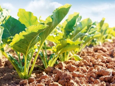 
                    В каких областях  РК ожидаются высокие урожаи сахарной свеклы и кукурузы
                