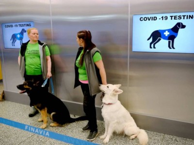
                    Собаки способны учуять COVID-19 за неделю до положительного теста
                
