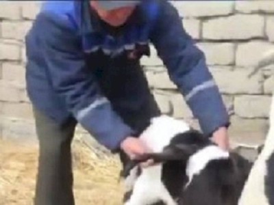 
                    В Узбекистане родился крылатый теленок
                