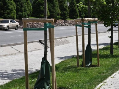 
                    Более 2 тыс. крупномеров высажено в Алматы с начала 2025 года
                