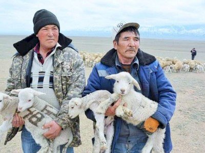 
                    Более 1,5 млн ягнят и козлят родились в Алматинской области
                