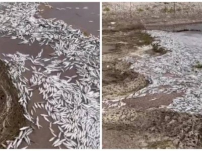 
                    Массовая гибель мальков зафиксирована на Капшагайском водохранилище
                
