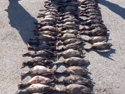 
                    Кызылординские полицейские изъяли у браконьеров 63 тушки дикой утки
                