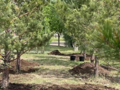 
                    «Таза Қазақстан»: новые сосны высадили горожане в парке «Ғашықтар» в Астане
                