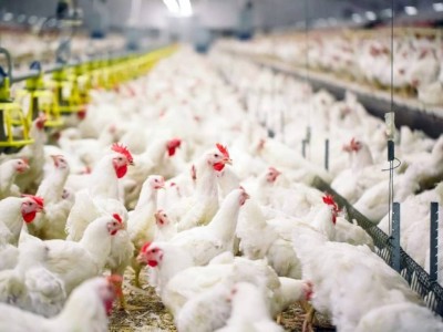
                    В Казахстане выросло число действующих птицефабрик
                
