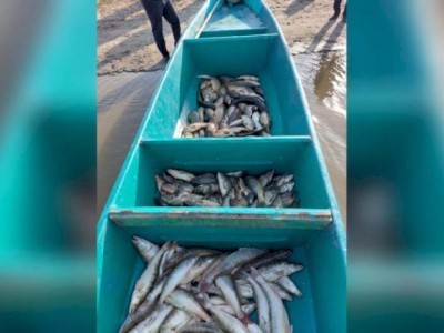 
                    Полицейские изъяли около двух тонн незаконно добытой рыбы в Атырауской области
                