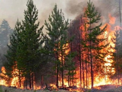 
                    В связи с пожаром в Костанайской области открыта горячая линия для нуждающихся
                