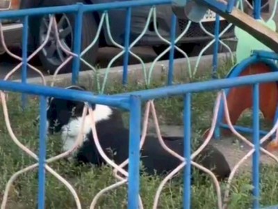 
                    Полицейский пострадал, спасая женщину от агрессивного алабая
                