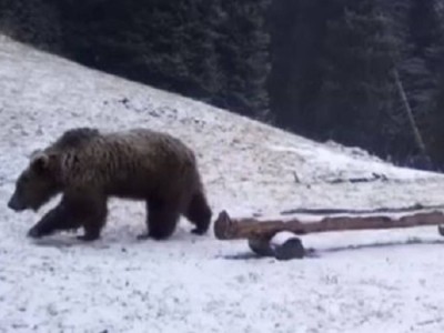 
                    Бурый медведь вновь попал в объектив на Кольсае
                