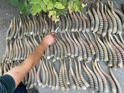 
                    Полтонны рогов сайги за 55 миллионов тенге пытались сбыть в Китай двое казахстанцев
                