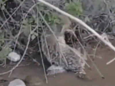 
                    Прохожий вытащил раненую лису из реки близ Алматы
                