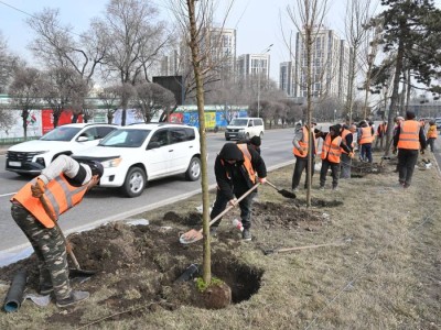 
                    Озеленение проспекта аль-Фараби: работы проходят по графику для минимизации транспортных заторов
                