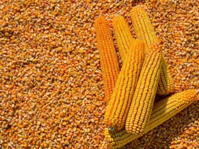 
                    В Китае начали принимать продовольственные грузы из Казахстана
                