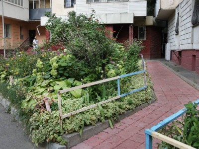 
                    Как выглядит лучший палисадник Медеуского района
                