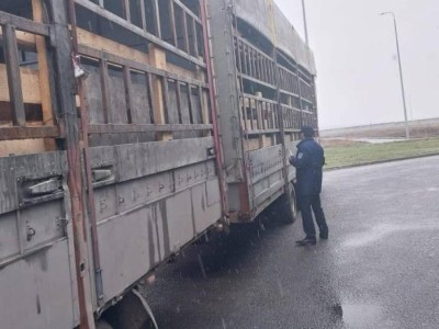 
                    В Казахстане пресечена попытка ввоза 60 голов КРС без документов
                