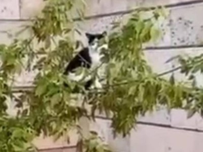 
                    Спасение котенка умилило кокшетауцев
                