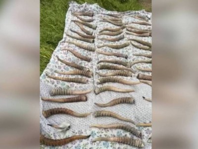 
                    Полицейские Алматы пресекли крупную партию сбыта рогов сайги 
                