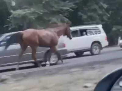 
                    Владельца замеченных на трассе Алматы — Бишкек лошадей привлекли к ответственности
                