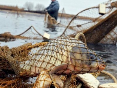 
                    К уголовной ответственности привлекли браконьеров, выловивших 65 кг рыбы в Балхаше
                