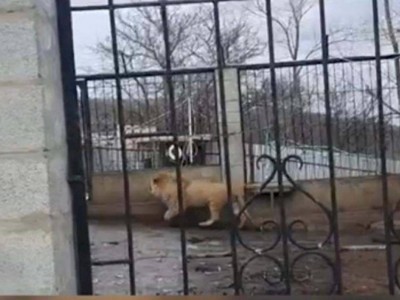 
                    Взрослого льва обнаружили в крестьянском хозяйстве Алматинской области
                