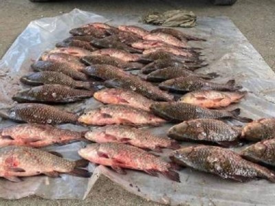
                    В Актобе выявлен факт незаконной перевозки рыбы
                