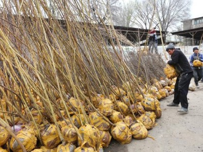 
                    Бесплатные саженцы в Алматы: как получить и посадить дерево во дворе
                