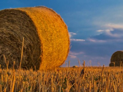 
                    В Актюбинской области засеют более 800 тысяч гектаров сельхозземель
                
