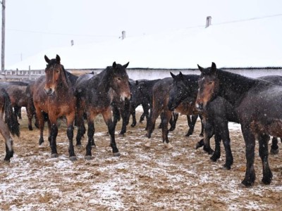 
                    Новый тип казахской породы лошадей выводят в области Абай
                