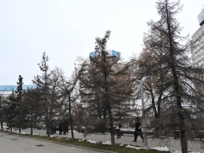 
                    Порядка двух тысяч крупномеров высадят в общественных пространствах Алматы   
                