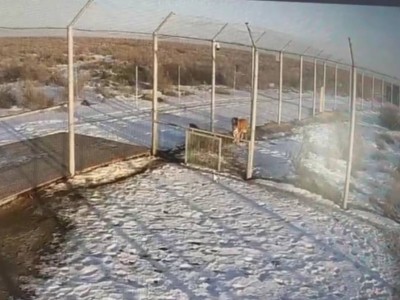 
                    Туранские тигры в Иле-Балхашском резервате успешно адаптировались и начали спаривание
                