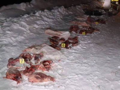 
                    В Костанайской области задержан браконьер с тушами косуль
                