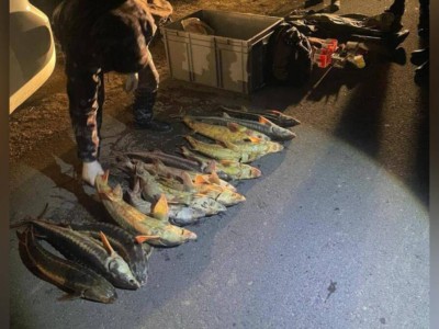 
                    Более 40 кг краснокнижного осетра изъяли у жителя Мангистау 
                