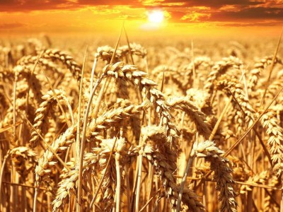 
                    2,3 млн тонн семян засыпано под урожай 2025 года
                