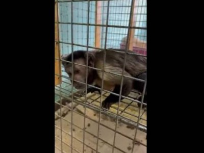 
                    Очень редкое краснокнижное животное изъяли в частном зоомагазине в Темиртау
                