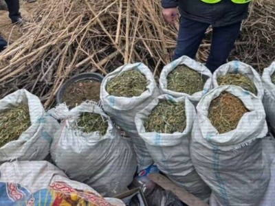 
                    Наркофитолабораторию организовал в своем доме житель Туркестанской области  
                