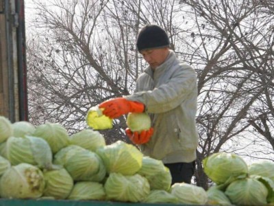 
                    Фермеры Туркестанской области собирают первый урожай капусты
                