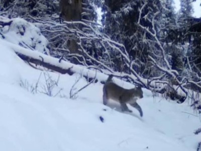 
                    В фотоловушку природного парка «Көлсай көлдері» попали снежный барс и туркестанская рысь
                