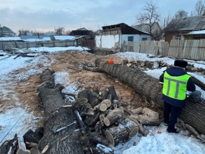 
                    В Алматы возбуждено уголовное дело по факту незаконной вырубки дубов
                